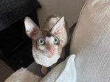 Chatonne Cornish Rex LOOF à vendre