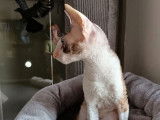 Chatonne Cornish Rex LOOF à vendre