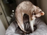 Chatonne Cornish Rex LOOF à vendre