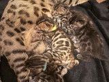 Chatons Bengal LOOF à vendre