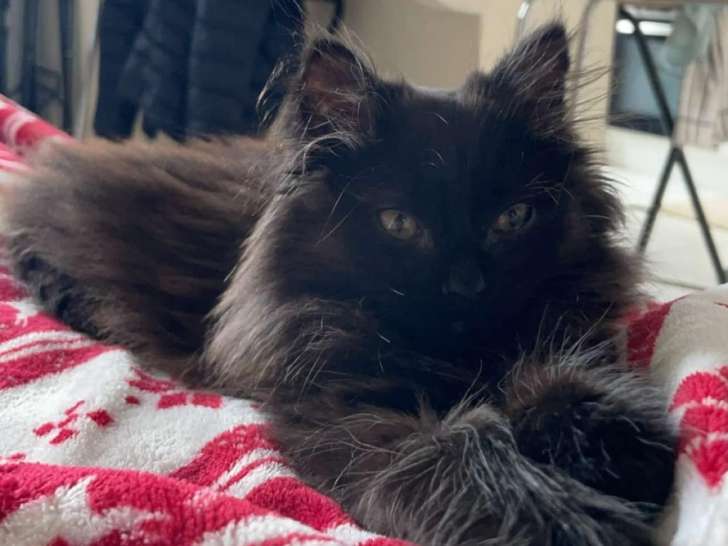 Vador, chaton à adopter