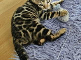 Disponible de suite Bengal de haute gamme rosset ultra contrasté bien symétrique avec pedigree