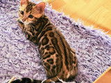 Disponible de suite Bengal de haute gamme rosset ultra contrasté bien symétrique avec pedigree