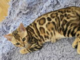 Disponible de suite Bengal de haute gamme rosset ultra contrasté bien symétrique avec pedigree