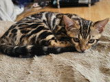 Disponible de suite Bengal de haute gamme rosset ultra contrasté bien symétrique avec pedigree