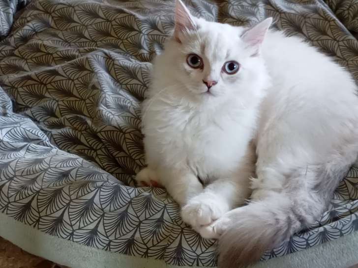 Magnifique portée de chatons Highland Straight à vendre