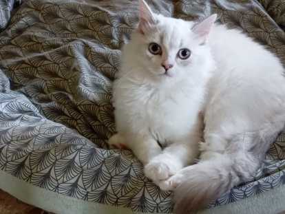 Magnifique portée de chatons Highland Straight à vendre
