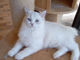 Magnifique portée de chatons Highland Straight à vendre