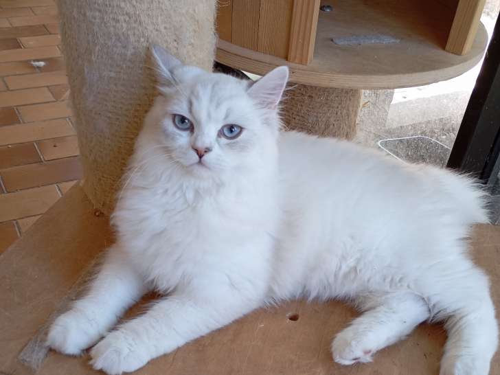 Magnifique portée de chatons Highland Straight à vendre