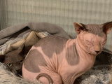 Mâle Sphynx disponible pour saillie sur Toulouse