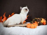 3 chatons mâles Munchkin LOOF à vendre