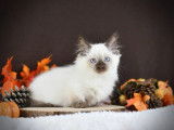 3 chatons mâles Munchkin LOOF à vendre