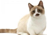 3 chatons mâles Munchkin LOOF à vendre