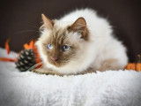 3 chatons mâles Munchkin LOOF à vendre