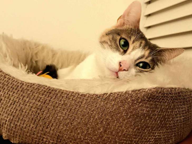 Disponible à l'adoption : chatte de 5 ans