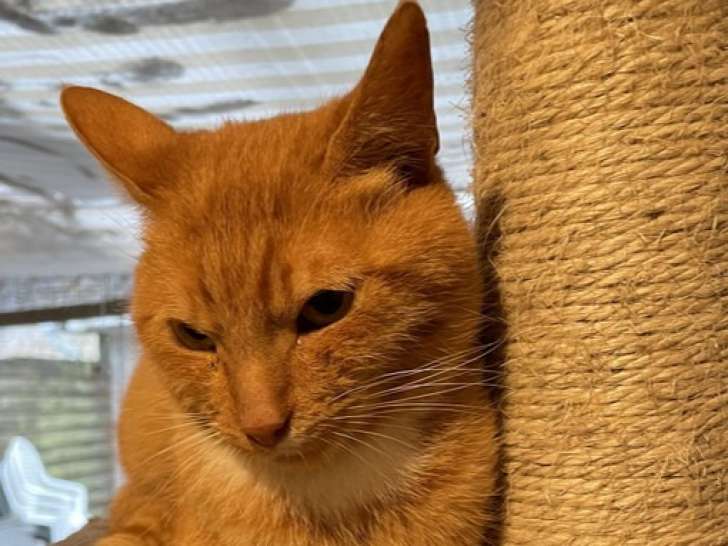 À adopter : chat roux et blanc