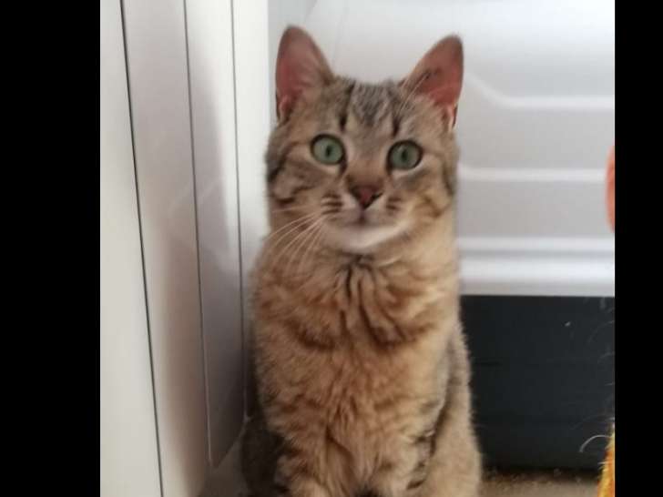 À adopter, chat tigré