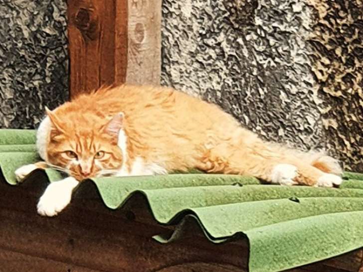 Disponible à l'adoption, chat d’un an