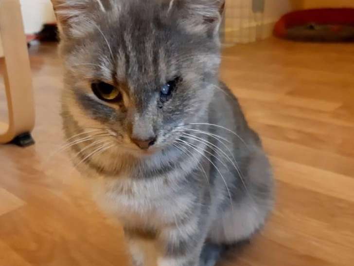 En quête d’un foyer, chaton femelle de 8 mois