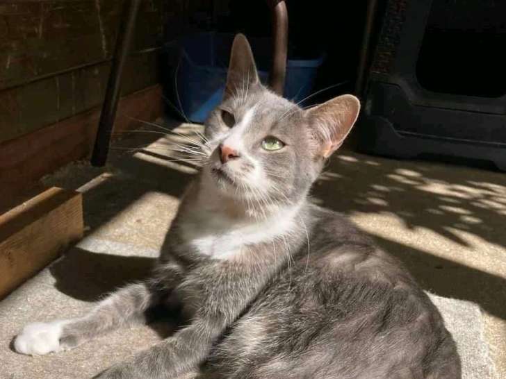 Chat âgé de trois ans à la recherche d'une famille