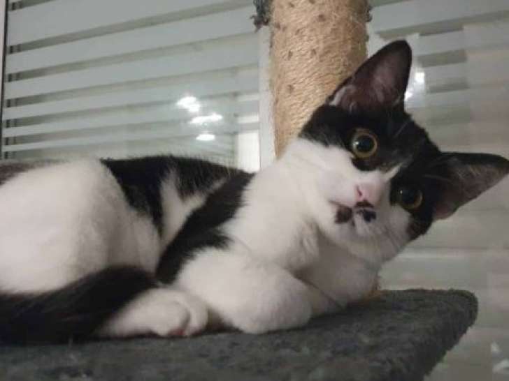 Zorrette, jeune chatte à adopter
