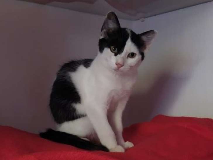 P'tit Goulu, chat gourmand à adopter
