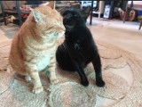 Meow et Boeing, un duo attachant à adopter