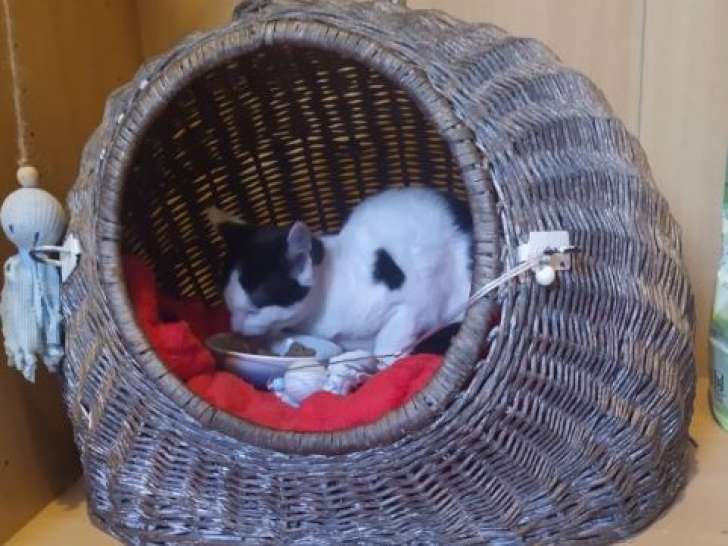 Ziba, jeune chatte à adopter