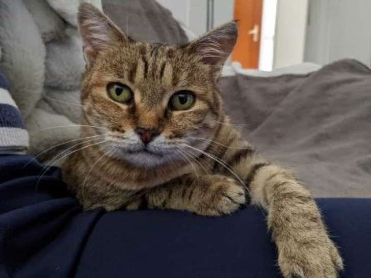 Peachy, belle chatte tigrée à adopter