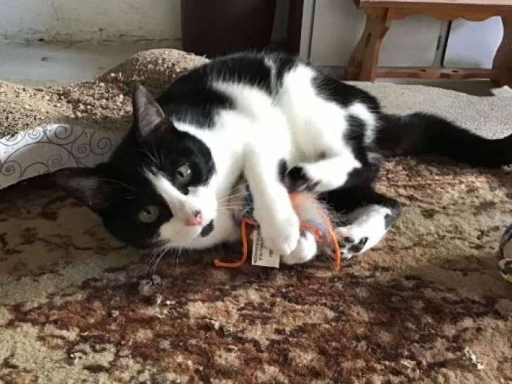 Zelia, chatte curieuse qui aime les humains à adopter