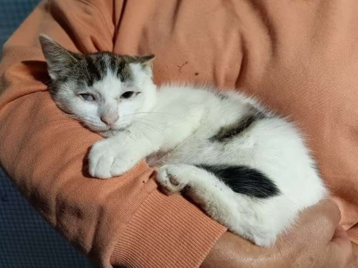 Redeyes, jeune chatte à adopter