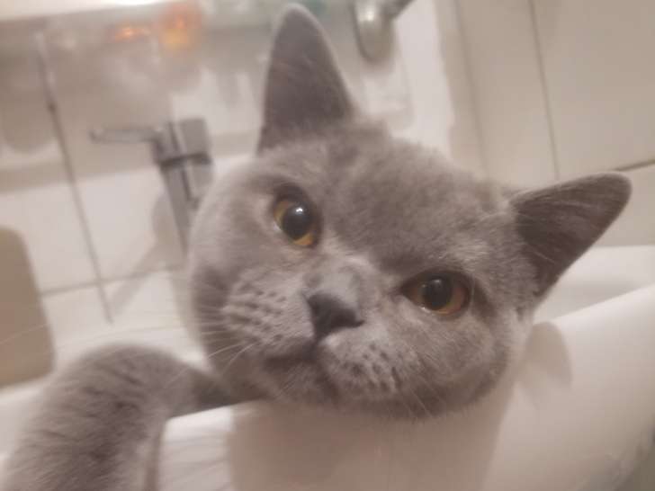 Mâle British Shorthair disponible pour saillie