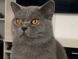 Mâle British Shorthair disponible pour saillie