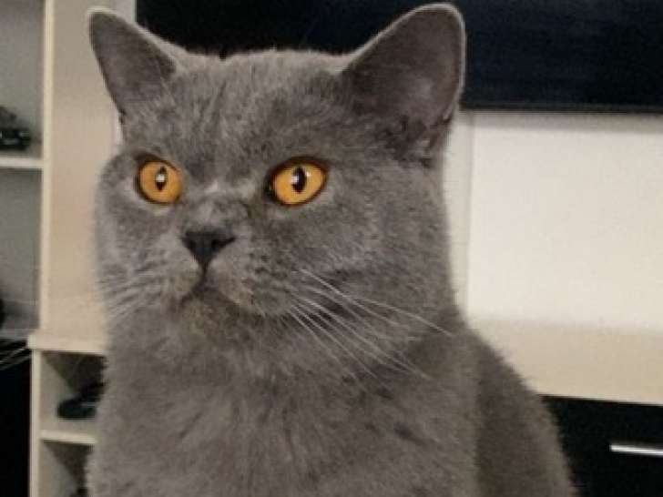 Mâle British Shorthair disponible pour saillie