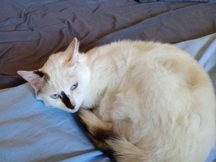 Sephora, jeune chatte à adopter