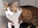 En quête d'un foyer : chat tigré blanc