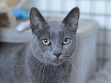 Chat gris à la recherche d’un foyer