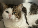 En quête d’un foyer, chat tigré blanc