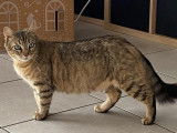 Disponible à l'adoption : chatte tigrée