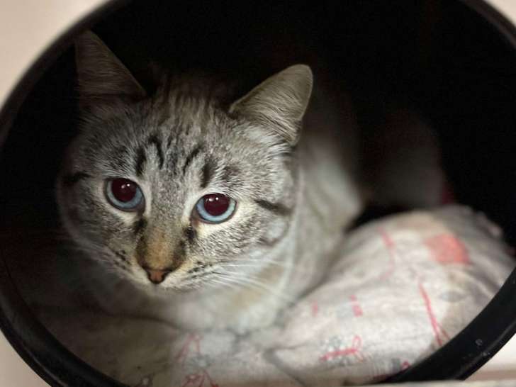 Chatte âgée de 4 ans à adopter