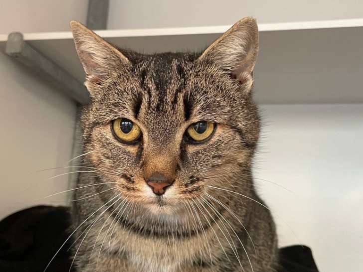 À adopter, chatte de 4 ans
