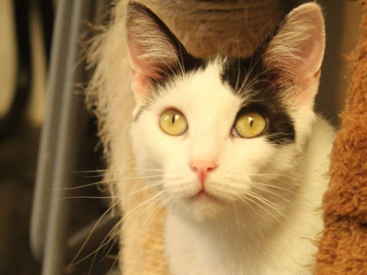 À adopter : chatte tricolore