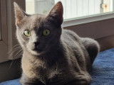 Disponible à l'adoption : chatte grise