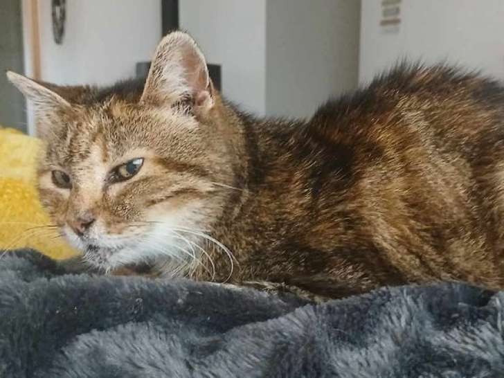 En attente d'adoption : chatte tigré gris