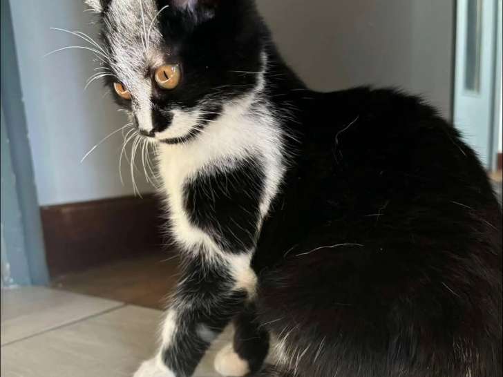 Disponible à l'adoption : chatonne noir et blanc