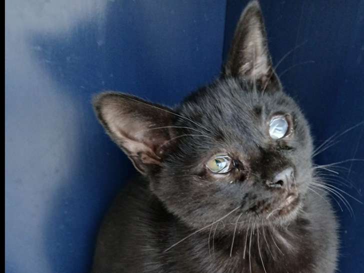 Prêt pour l'adoption : chaton mâle noir