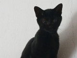 Prêt pour l'adoption : chaton mâle noir