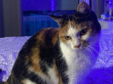 En quête d’une famille : chatte de 6 ans