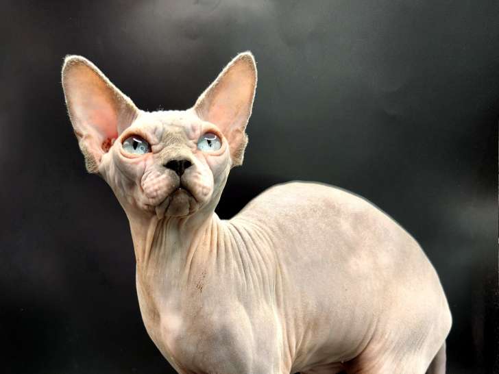 Chatons Sphynx à naître