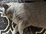 Chaton British Shorthair m&acirc;le &agrave; vendre